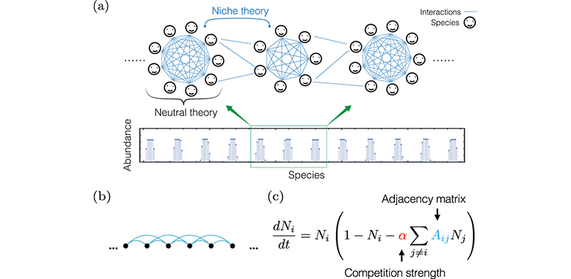 Fig. 1: Self-organized species clusters due to the interplay between neutral and niche theories, captured by a Lotka-Volterra model.